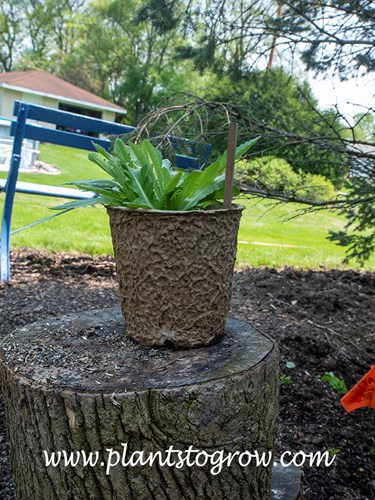 I did not feel there would-be enough time for the plant to get established in a pot before I planted. So, I grew this Patty Plum Poppy in a fiber pot. Fiber pots can be planted directly into the soil, causing little root disturbance,